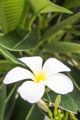 Fototapeta premium Plumeria