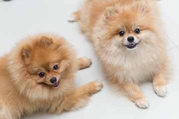 puppy pomeranian dog cute pets