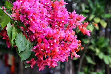 Fototapeta premium Pink Bougainvillea Flowers