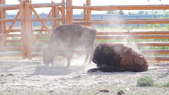 Bison digs a pit. Zubr raises dust of hoof. Bison in aviary.