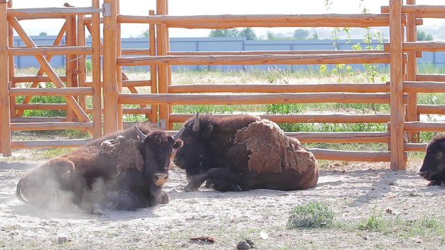 Bison scratching his back on the dusty ground. Zubr at the zoo.