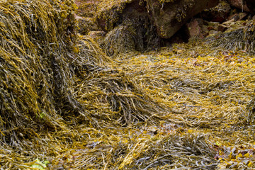 Seaweed covered rocks on the Atlantic coast of Brittany, France