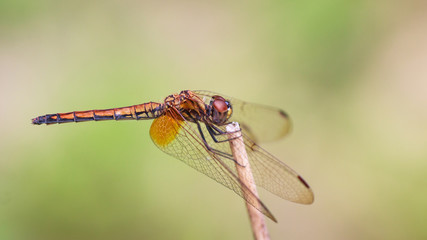 dragonfly