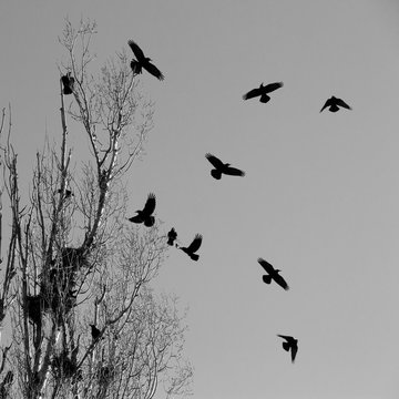 black crows flying