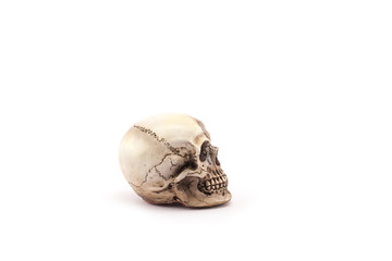 Human skull on isolated white background.