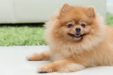 pomeranian dog cute pets happy in home