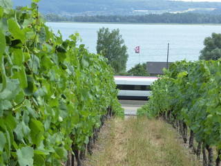 Wine route at Lake Biel Bienne with swiss train
