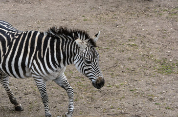 Fototapeta na wymiar Laufendes Zebra