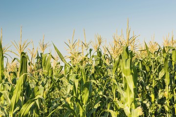 Obraz premium Поле кукурузы