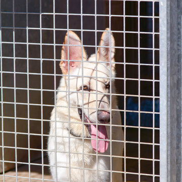 German Shepherd Dog In Kennel At Dog Rescue Centre