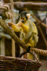 Obraz premium süßes Äffchen