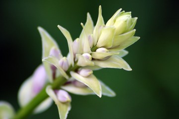 Fototapeta premium hyacinth