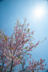 Flowering apricot tree 