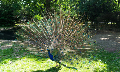 Obraz premium peacock