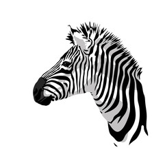 Zebras portrait.