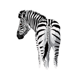 Body of a zebra with a tail.