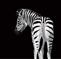 Naklejka premium Body of a zebra with a tail.