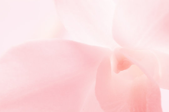 Fototapeta light pink roses in soft color and blur style for background