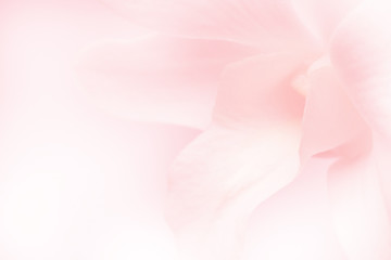 light pink roses in soft color and blur style for background - obrazy, fototapety, plakaty