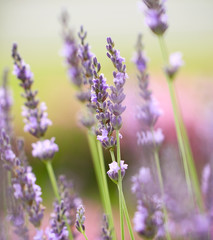 Lavender field