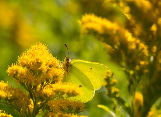 Schmetterling - Butterfly