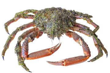 Large spider-crab
