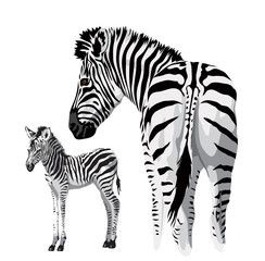 Fototapeta na wymiar Zebra with a foal.