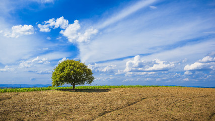 Fototapeta na wymiar Beautiful green and blue landscape of nature, tree and sky with