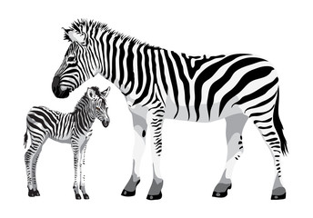 Fototapeta na wymiar Zebra with a foal.