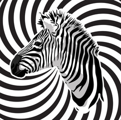 Fototapeta na wymiar Zebra portrait on abstract strips background.