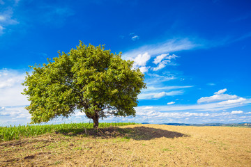 Beautiful green and blue landscape of nature, tree and sky with