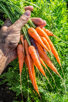 Carrots  in man's hand. Garden on the background.