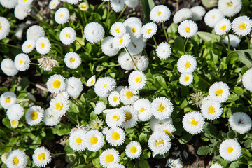 White bellis  flowers. Close-up shot. © volff