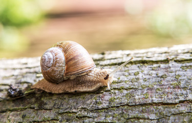 Snail creeping up the tree.