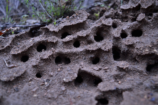 termites nest