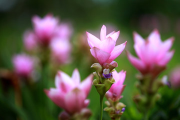Siam Tulip - Thai flower. It's maybe called Curcuma alismatifoli