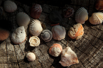 Sea shells on stump, Top view