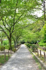 京都　哲学の道