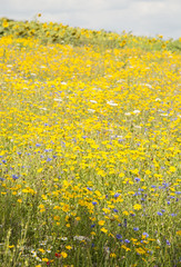 Fototapeta premium field of wild yellow flowers background