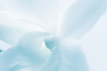 Soft focus flower background with copy space. Made with macro-le