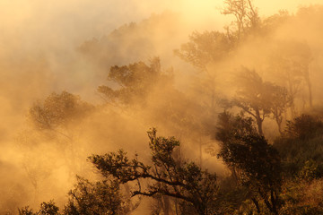 Fototapeta premium Landscape view of rainforest in mist at morning on mountain, Doi