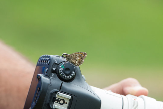 Un papillon s'invite dans une sortie photo