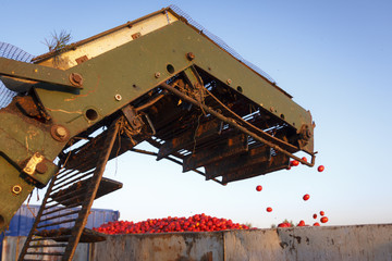 Cosechando tomate. Cosechadora y tractor con remolque recogiendo el tomate. Trabajo en el campo.