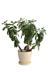 Potted crassula or dollar tree
