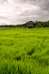 Fototapeta na wymiar The rice fields