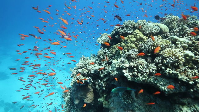 Underwater coral reef with many color fish around