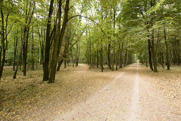 Las © Zbyszek Nowak