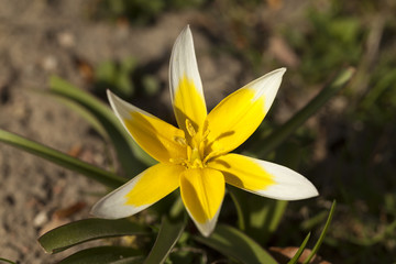 Obraz premium Blumenzwiebel im Frühling