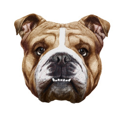 Original drawing of English Bulldog. Isolated on white background.