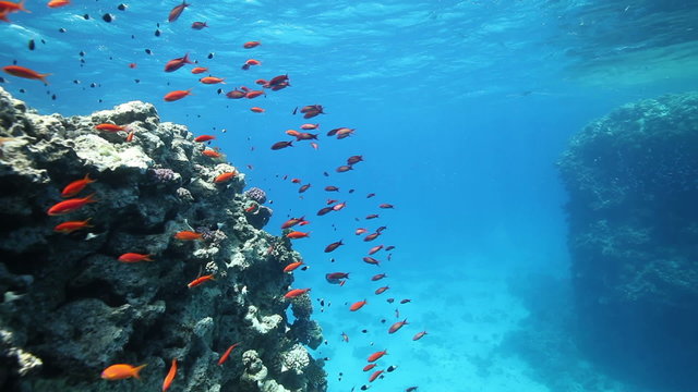 Underwater coral reef with many color fish around